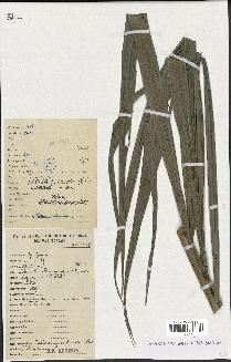 spécimen de Raphia sudanica