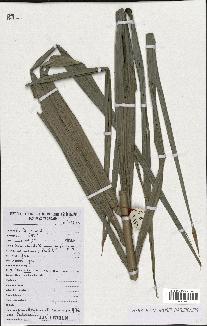 spécimen de Raphia sudanica