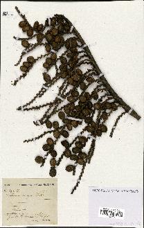 spécimen de Calamus niger