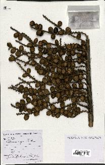 spécimen de Calamus niger