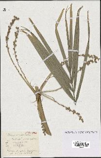 spécimen de Phoenix reclinata