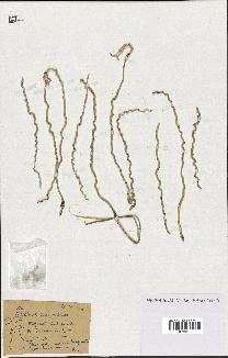 spécimen de Phoenix canariensis
