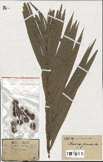 spécimen de Calamus sp.