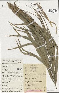 spécimen de Phoenix reclinata