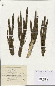spécimen de Elaeis guineensis