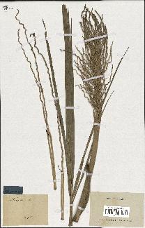 spécimen de Phoenix dactylifera