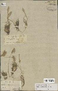 spécimen de Tetrapogon villosus