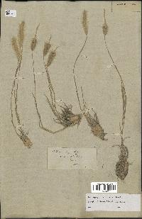 spécimen de Tetrapogon villosus