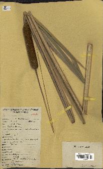 spécimen de Typha australis
