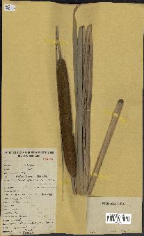 spécimen de Typha australis