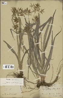 spécimen de Cyperus esculentus