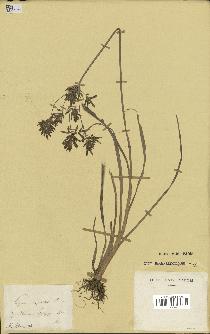 spécimen de Cyperus esculentus