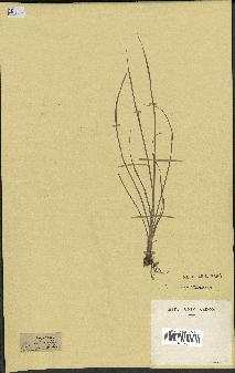 spécimen de Cyperus esculentus