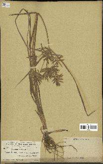 spécimen de Cyperus esculentus