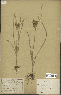 spécimen de Cyperus esculentus