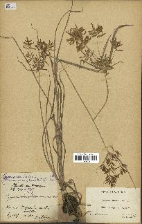 spécimen de Cyperus esculentus