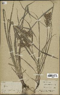 spécimen de Cyperus esculentus