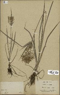 spécimen de Cyperus esculentus