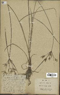 spécimen de Cyperus esculentus