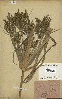 spécimen de Cyperus esculentus