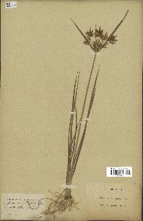 spécimen de Cyperus esculentus