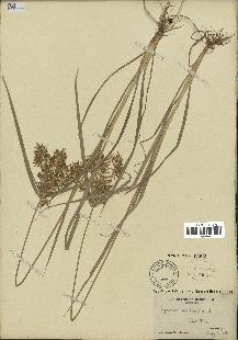 spécimen de Cyperus esculentus