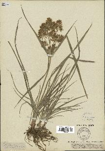 spécimen de Cyperus esculentus