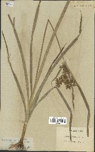 spécimen de Cyperus esculentus