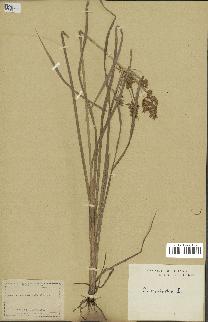 spécimen de Cyperus esculentus