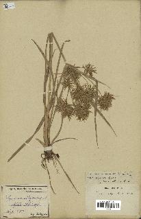 spécimen de Cyperus esculentus