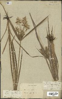 spécimen de Cyperus esculentus