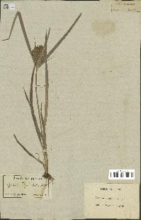 spécimen de Cyperus esculentus