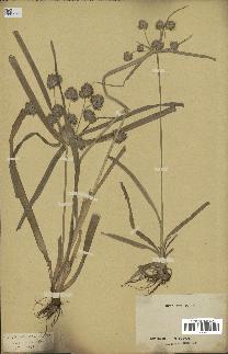 spécimen de Cyperus eragrostis