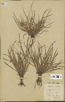 spécimen de Cyperus michelianus