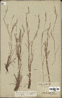 spécimen de Schizachyrium spicatum