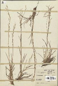 spécimen de Schizachyrium spicatum