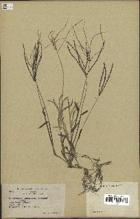 spécimen de Digitaria ischaemum