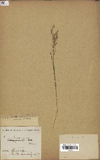 spécimen de Panicum miliaceum