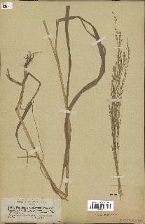 spécimen de Panicum miliaceum