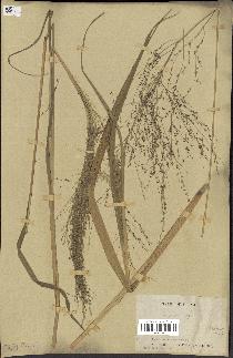 spécimen de Panicum subalbidum