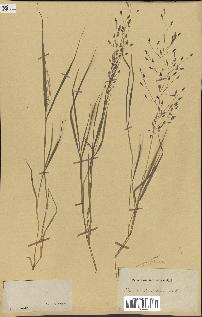 spécimen de Eragrostis pectinacea