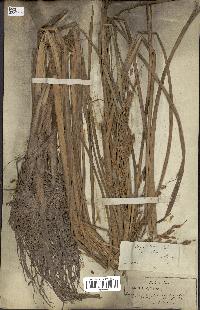 spécimen de Oryza sativa