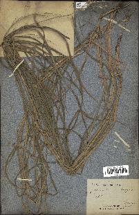 spécimen de Oryza sativa