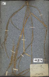 spécimen de Oryza sativa