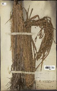 spécimen de Oryza sativa