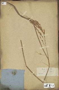 spécimen de Oryza sativa