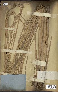 spécimen de Oryza sativa