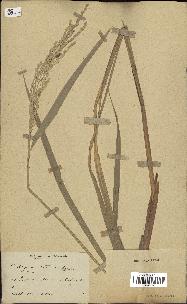 spécimen de Oryza sativa