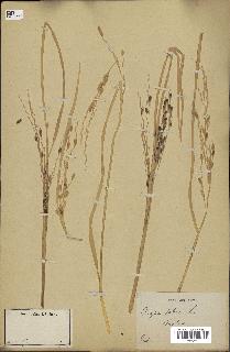 spécimen de Oryza sativa