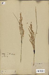 spécimen de Oryza sativa
